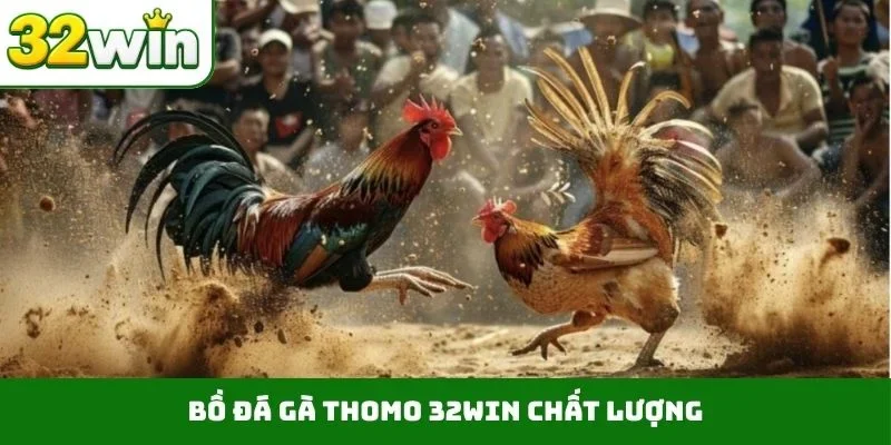 Đá Gà Thomo 32WIN – Sảnh Cược Trực Tiếp Chất Lượng, Uy Tín Bồ đá gà Thomo 32WIN chất lượng