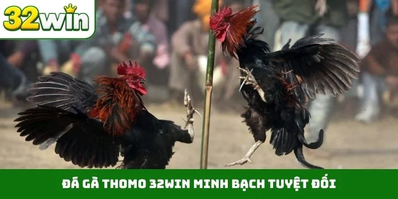 Đá Gà Thomo 32WIN – Sảnh Cược Trực Tiếp Chất Lượng, Uy Tín Đá gà Thomo 32WIN minh bạch tuyệt đối