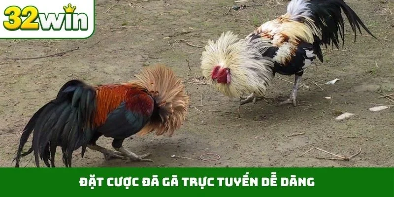 Đặt cược đá gà trực tuyến dễ dàng