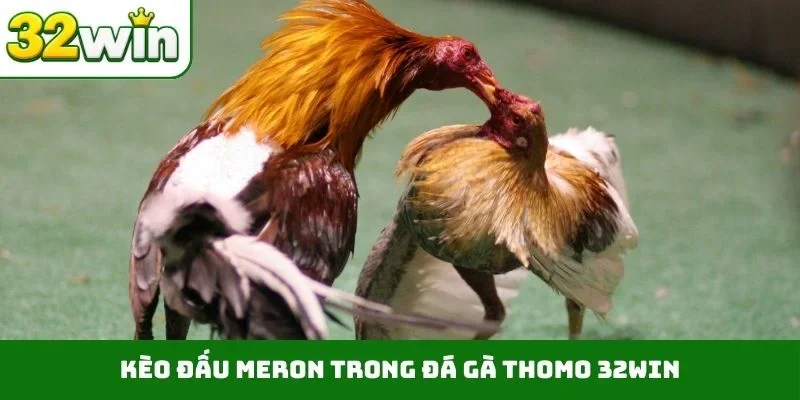 Đá Gà Thomo 32WIN – Sảnh Cược Trực Tiếp Chất Lượng, Uy Tín Kèo đấu Meron trong đá gà Thomo 32WIN